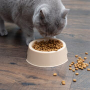 Alimento para Gato Mojada