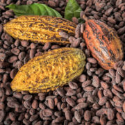 Pepa de Cacao
